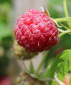 June 23rd -PYO RASPBERRIES (TUES) (includes Raspberries)