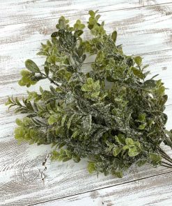 Iced Boxwood Bush x 7 – 18″
