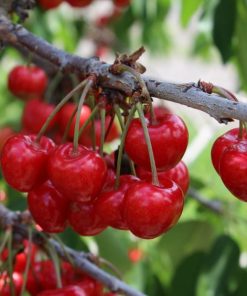 1:30 PM — ADMIT ONE Thursday June 25th (includes one PINT of CHERRIES)
