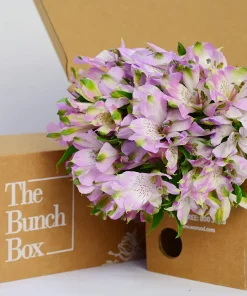 Alstroemeria River Dance Lilac