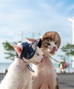 Sun Hat with Open Ears for Sphynx