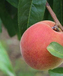 10:00 am – July 1st – PYO Yellow Peaches – (WED) (includes one QUART of yellow peaches)