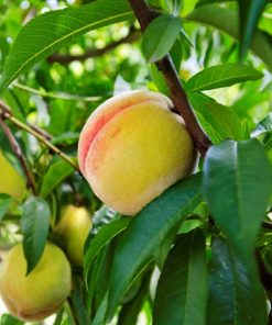 11:30AM — ADMIT ONE (FRI) June 26th PYO — Yellow Peaches  (includes one QUART of yellow peaches)